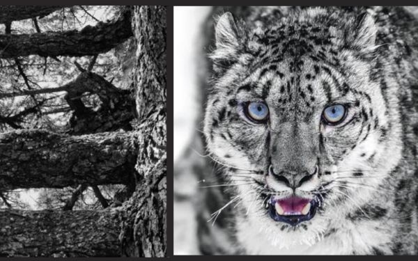 banner barsiv sav 600 | WebJET CMS