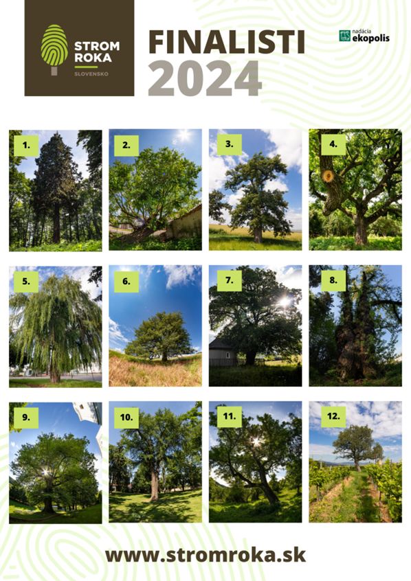 banner strom roka 2024 finalisti 600 | WebJET CMS